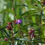 Zubeen Garg Named Plant