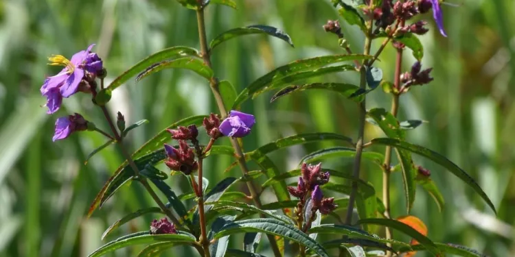 Zubeen Garg Named Plant