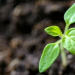 Varanasi 2.5 Lakh Sapling Record