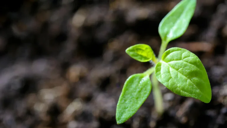 Varanasi 2.5 Lakh Sapling Record