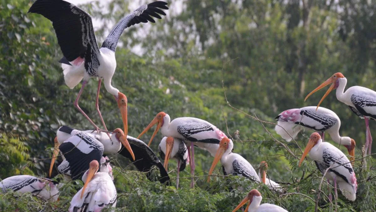 AI Stork Nest Tracking