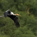 AI Stork Nest Tracking