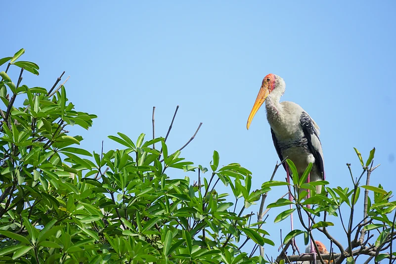 AI Stork Nest Tracking