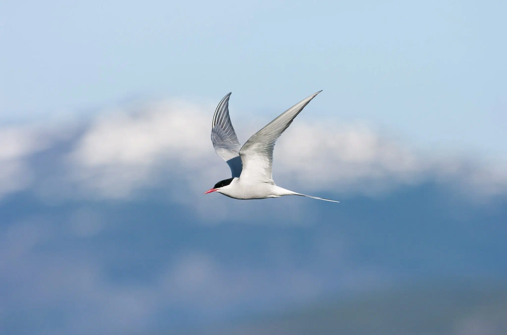 CMS COP15 Species List 