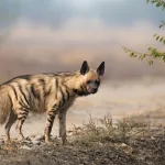 CMS COP15 Species List