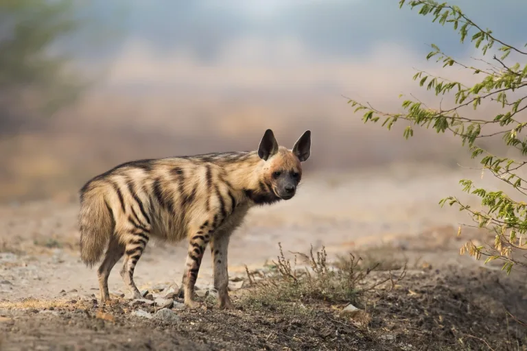 CMS COP15 Species List