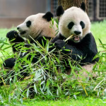 China Pandas Atlanta