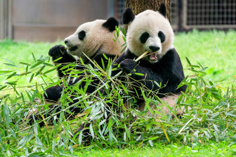 China Pandas Atlanta