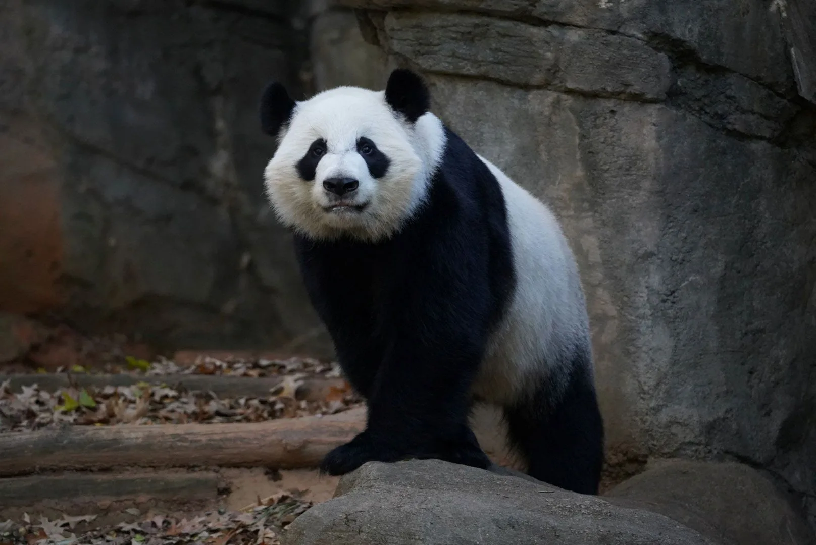 China Pandas Atlanta: China Sends Giant Pandas to Zoo Atlanta China Pandas Atlanta