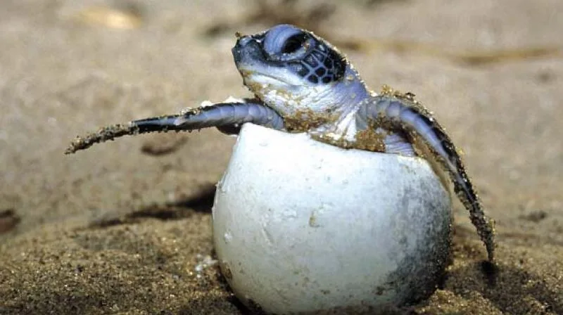 Coringa Turtle Protection 