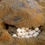 Coringa Turtle Protection