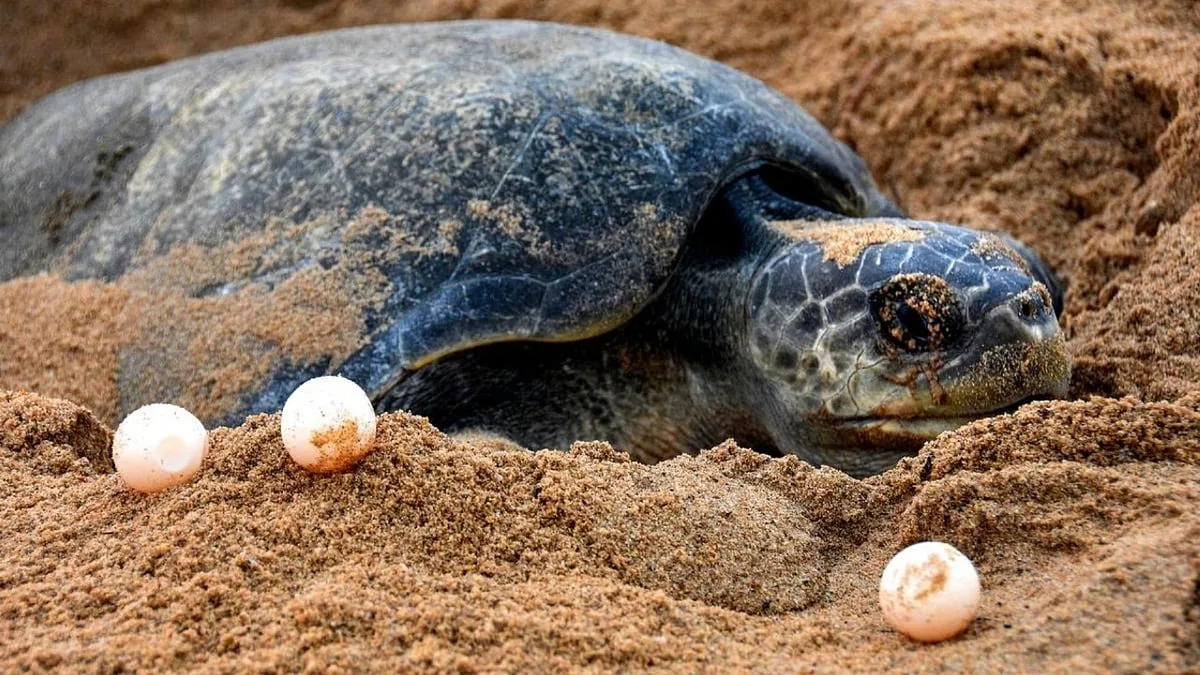 Coringa Turtle Protection 