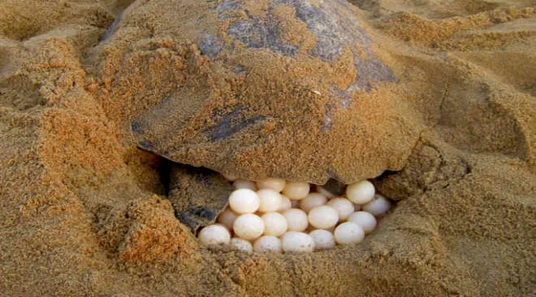 Coringa Turtle Protection