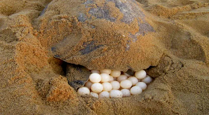 Coringa Turtle Protection