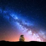 Dung Beetles Navigate Stars