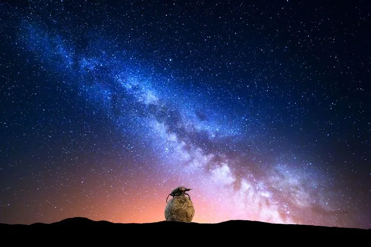 Dung Beetles Navigate Stars