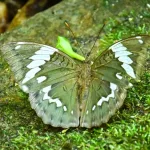 Euthalia Zubeengargi Discovery