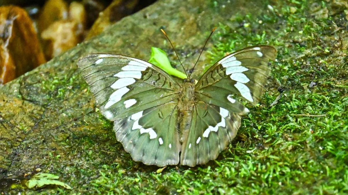 Euthalia Zubeengargi Discovery