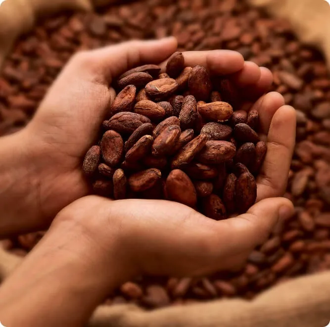 India Cocoa Self Sufficiency 2040 Plan Gains Momentum India Cocoa Self Sufficiency 2040