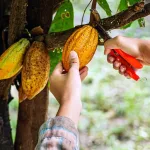 India Cocoa Self Sufficiency 2040