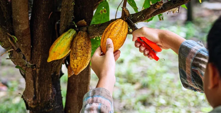 India Cocoa Self Sufficiency 2040
