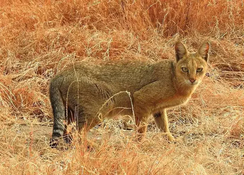 Jungle Cat Decline Raises Conservation Concerns Jungle Cat Decline