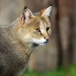 Jungle Cat Decline