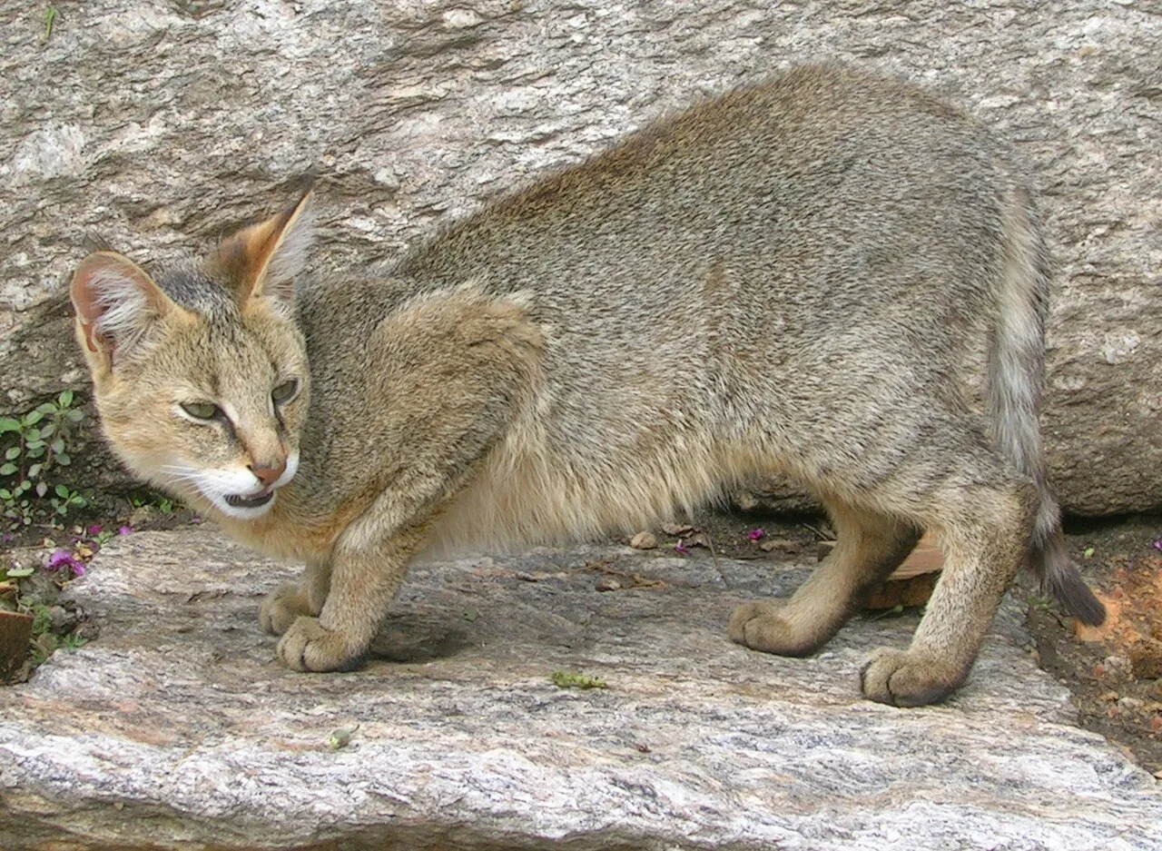 Jungle Cat Decline Raises Conservation Concerns Jungle Cat Decline