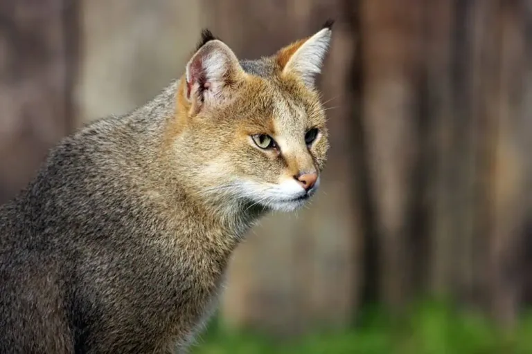 Jungle Cat Decline