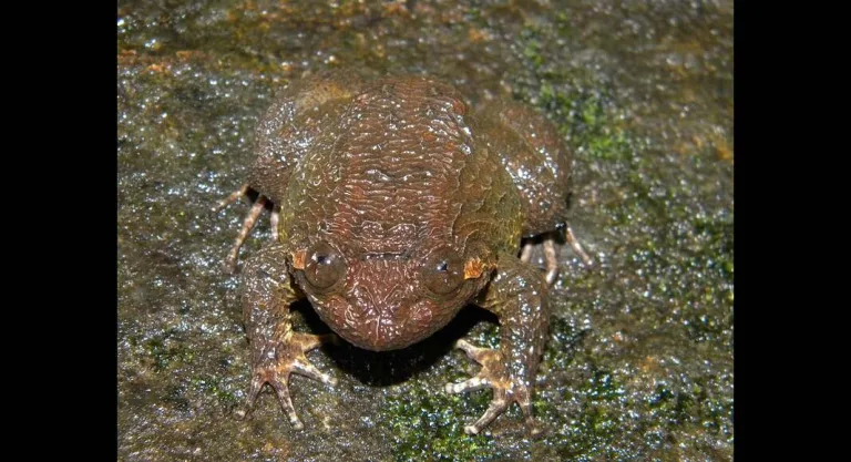 Kali Frog Discovery