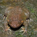 Kali Frog Discovery
