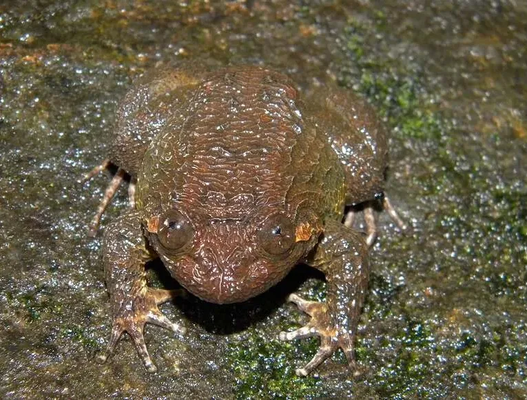 Kali Frog Discovery