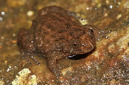 Kali Frog Discovery in Karnataka’s Western Ghats Kali Frog Discovery