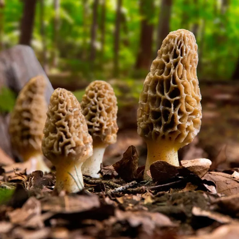 Kashmir Morchella Cultivation