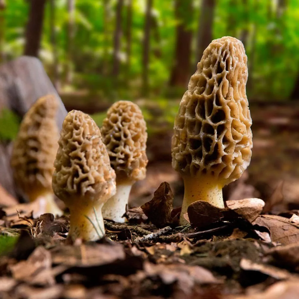 Kashmir Morchella Cultivation