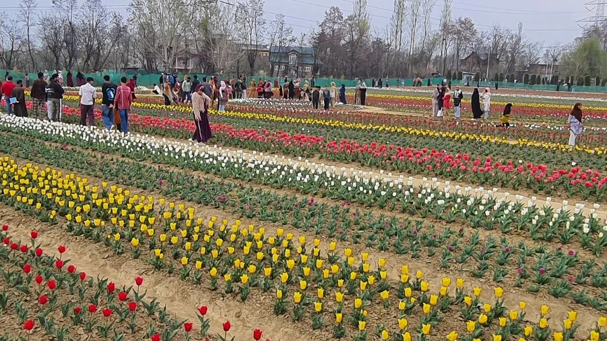 Kashmir Tulip Self Reliance Gains Momentum Kashmir Tulip Self Reliance