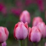 Kashmir Tulip Self Reliance
