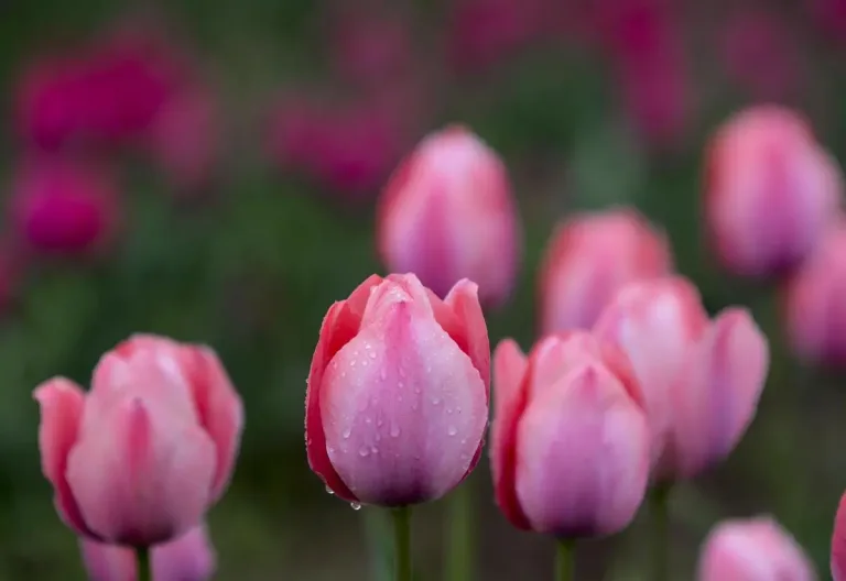 Kashmir Tulip Self Reliance