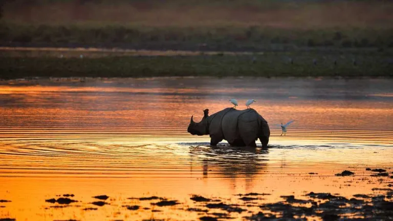 Kaziranga