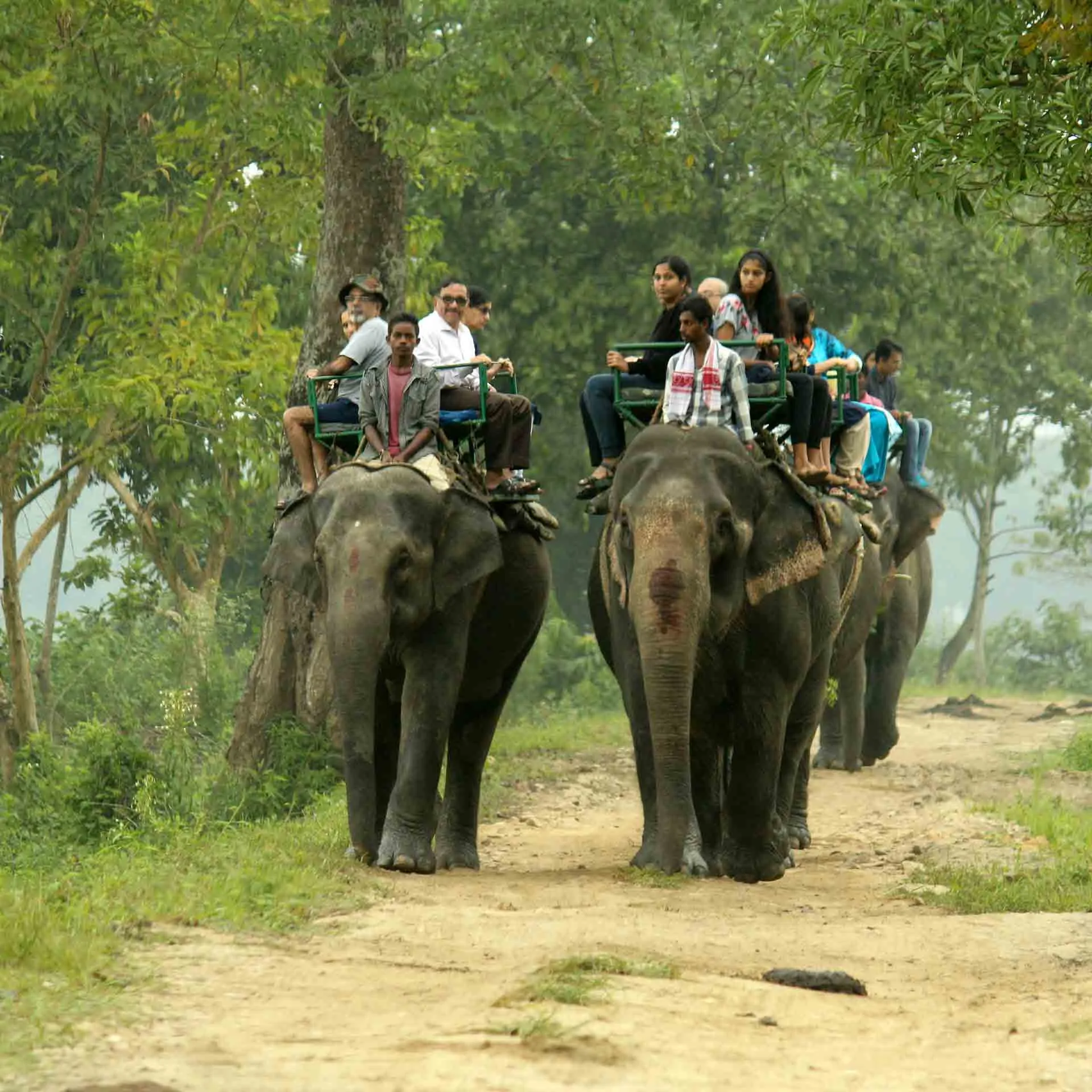 Kaziranga