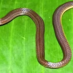 Meghalaya New Snake Species
