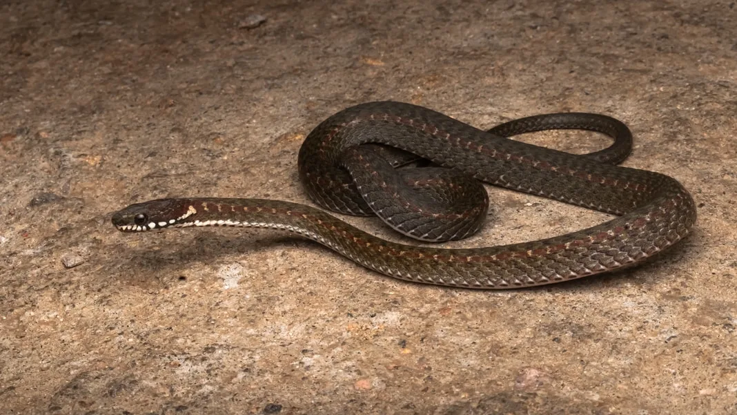 Meghalaya New Snake Species 