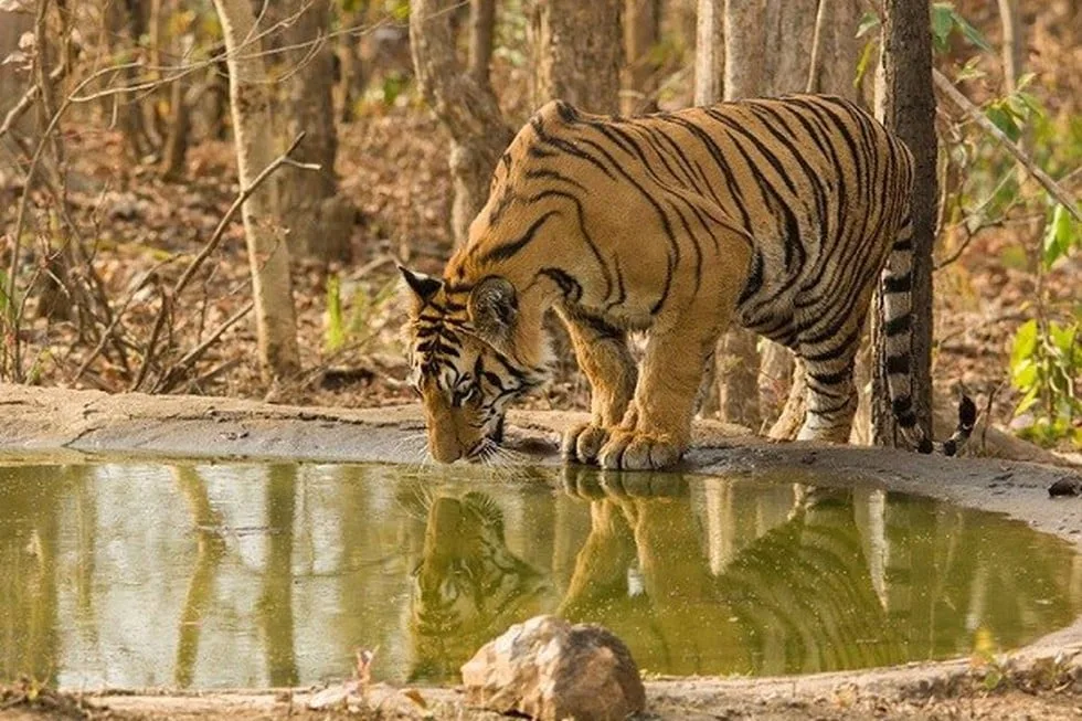 Navegaon Nagzira Buffer Control Strengthens Wildlife Protection Game for Students and Aspirants Navegaon Nagzira Buffer Control