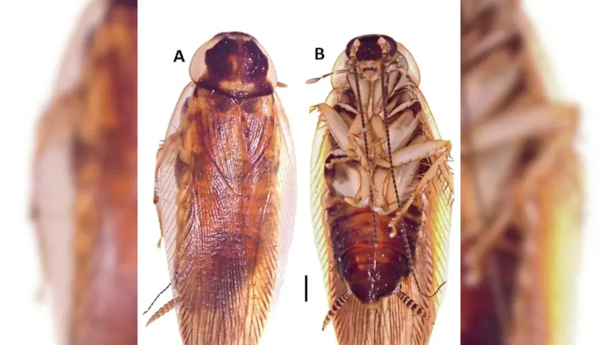 Neoloboptera Peninsularis Discovery