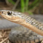 Rare Keelback Snake Northeast India