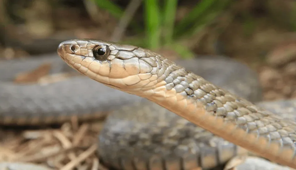 Rare Keelback Snake Northeast India