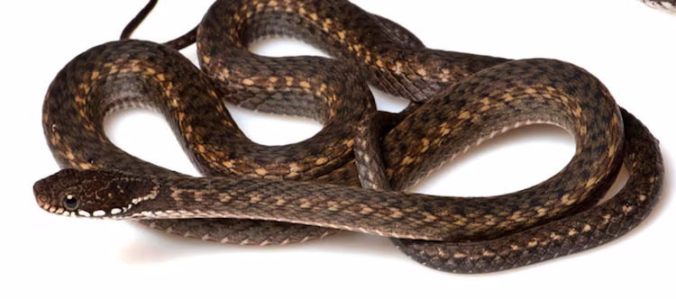 Rare Keelback Snake Northeast India Discovery Highlights Biodiversity Rare Keelback Snake Northeast India