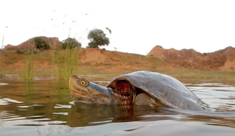 Red Crowned Turtle Decline