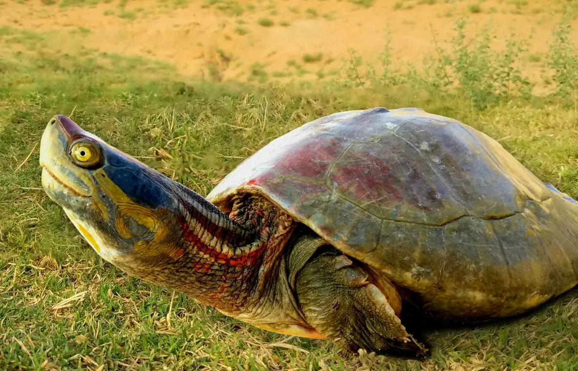 Red Crowned Turtle Decline Raises Conservation Alarm Red Crowned Turtle Decline