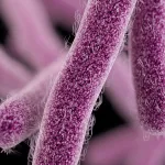 Shigellosis Outbreak Kerala